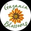 gazaniablossoms